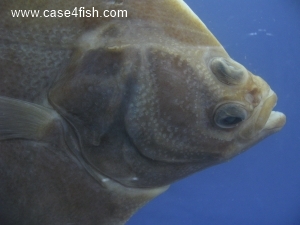 Foto Galerie/Pleuronectiformes/Platichthys flesus/Platichthys flesus_05_S.jpg